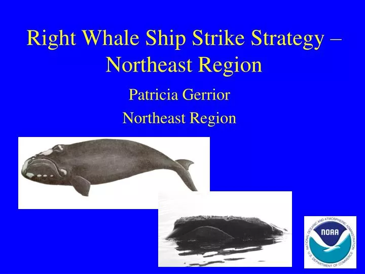 right whale ship strike strategy northeast region