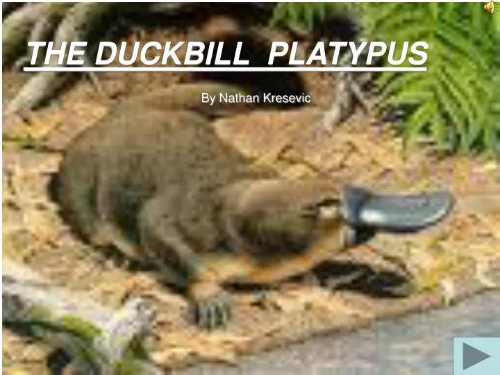 the duckbill platypus