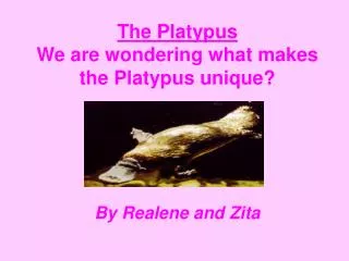 The Platypus We are wondering what makes the Platypus unique?