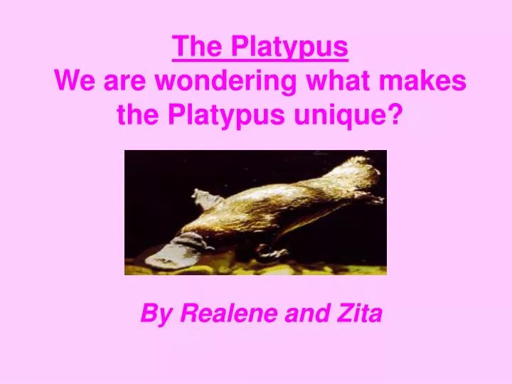 the platypus we are wondering what makes the platypus unique