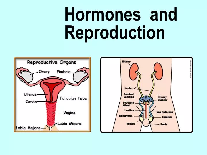 hormones and reproduction
