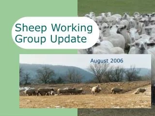 Sheep Working Group Update