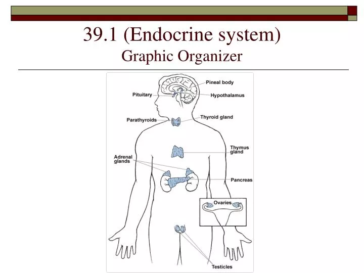 39 1 endocrine system graphic organizer