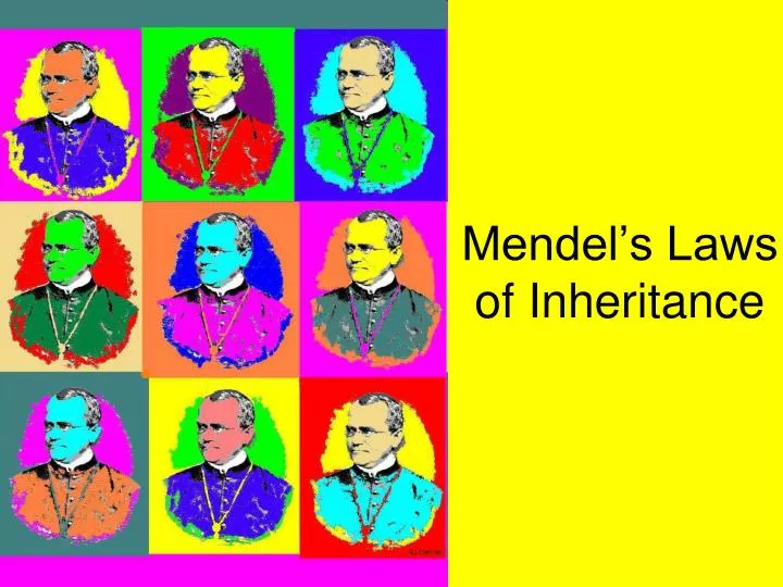 mendel s laws of inheritance