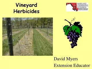 Vineyard Herbicides