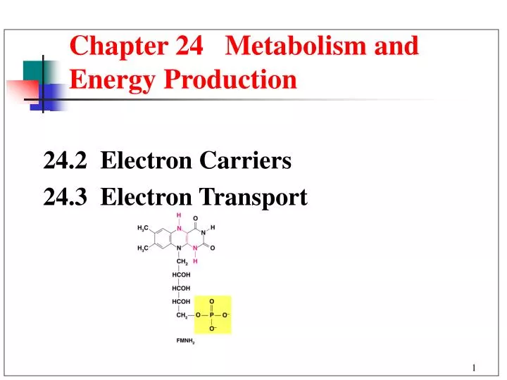 chapter 24 metabolism and energy production