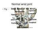 Normal wrist joint - slide 1