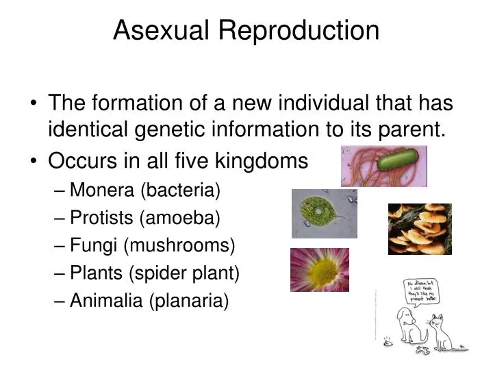 Ppt Asexual Reproduction Powerpoint Presentation Free Download Id1103210 9518