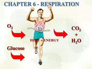 Chapter 6 - Respiration