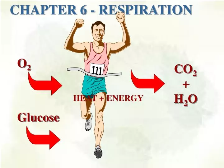 chapter 6 respiration