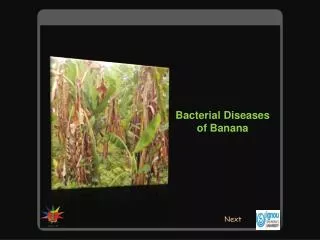 Bacterial Diseases of Banana