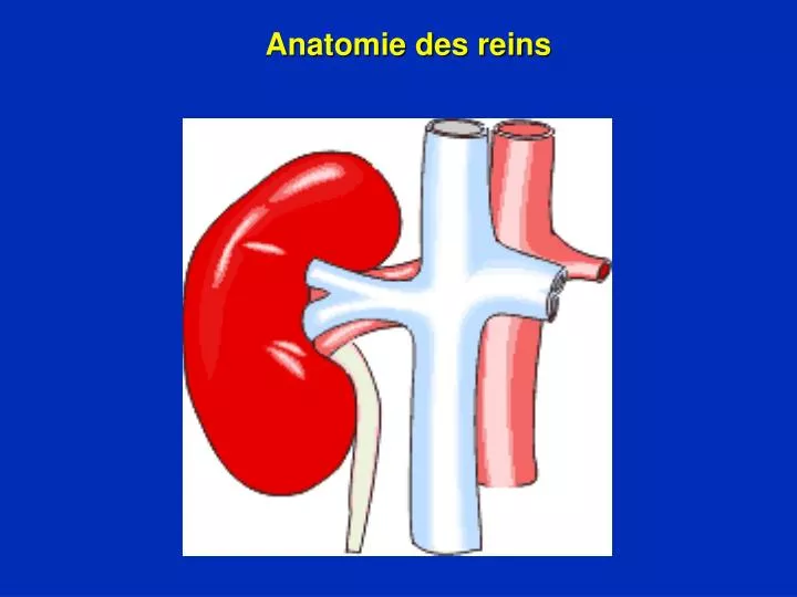anatomie des reins
