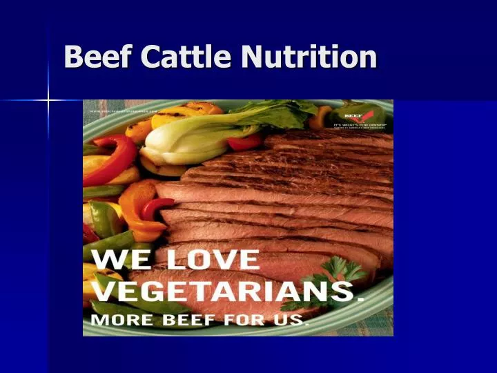 beef cattle nutrition