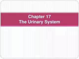 Chapter 17 The Urinary System