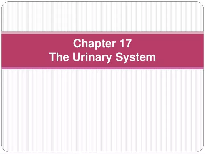 chapter 17 the urinary system