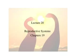 Lecture 20 Reproductive Systems Chapters 19