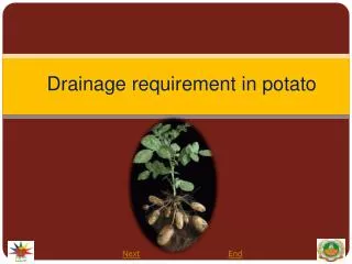 Drainage requirement in potato
