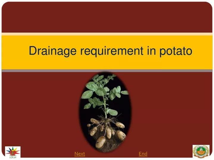 drainage requirement in potato