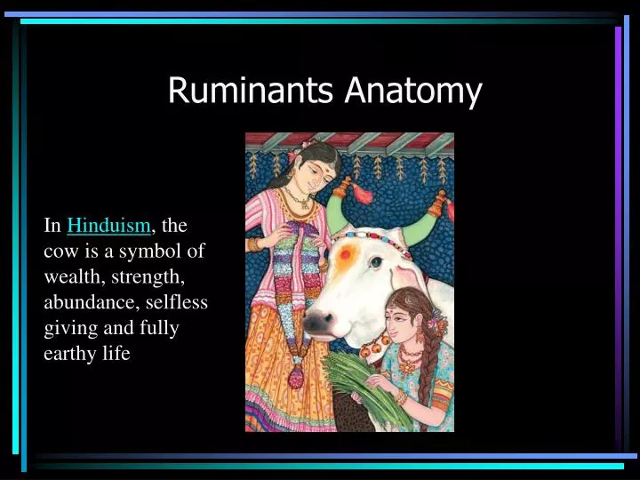 ruminants anatomy