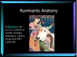 Ruminants Anatomy - slide 1