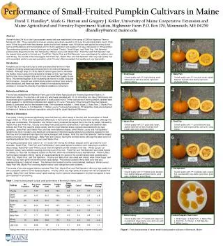 Performance of Small-Fruited Pumpkin Cultivars in Maine