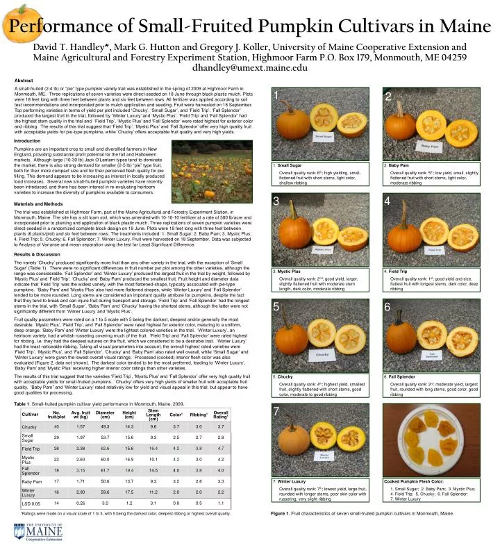 performance of small fruited pumpkin cultivars in maine