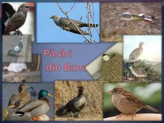Păsări din Banat