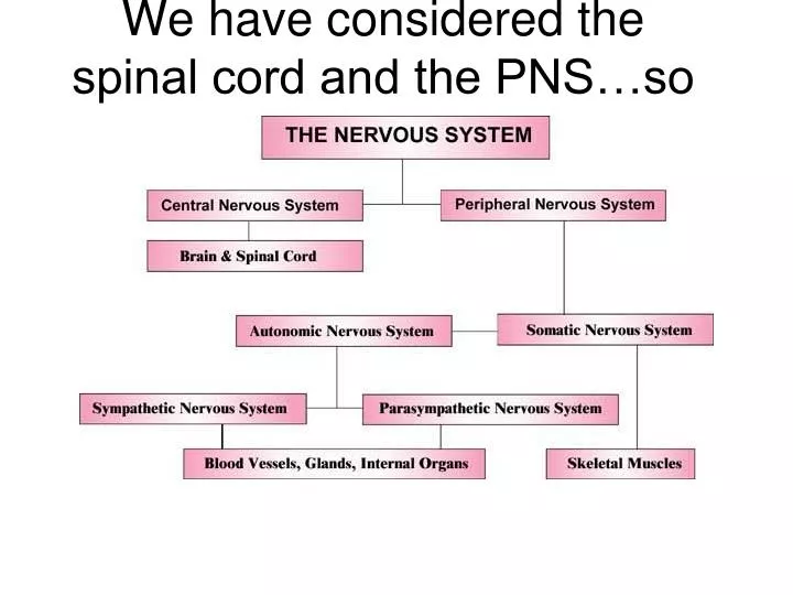 we have considered the spinal cord and the pns so