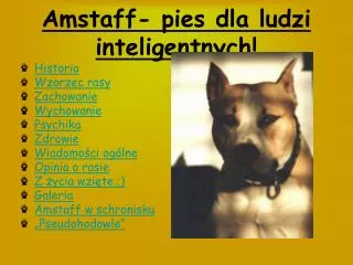 Amstaff- pies dla ludzi inteligentnych!