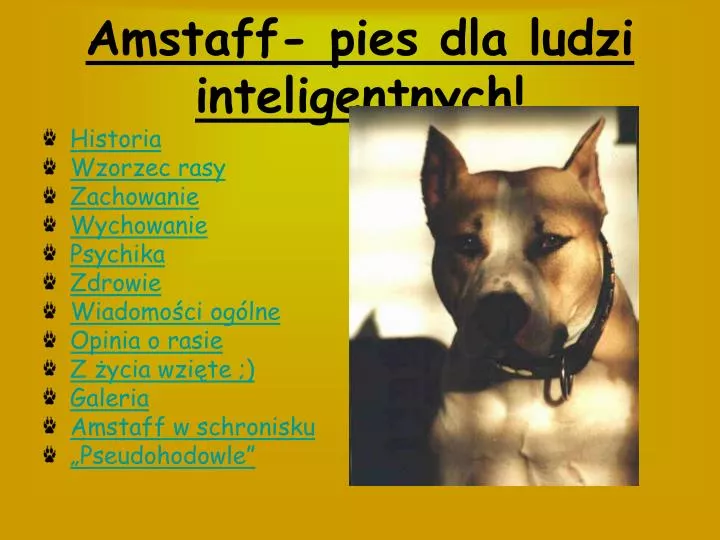 amstaff pies dla ludzi inteligentnych