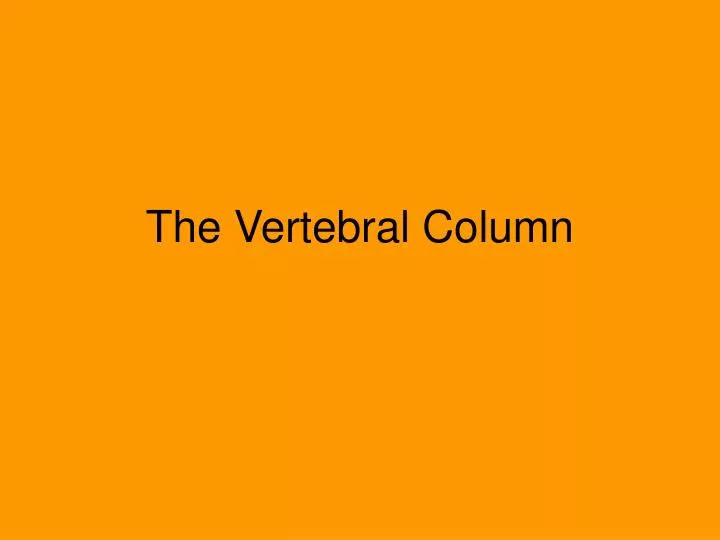 the vertebral column