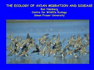 THE ECOLOGY OF AVIAN MIGRATION AND DISEASE Ron Ydenberg Centre for Wildlife Ecology Simon Fraser University