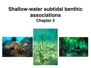 Shallow-water subtidal benthic associations Chapter 5
