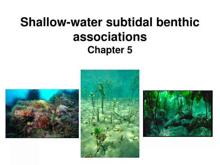 shallow water subtidal benthic associations chapter 5