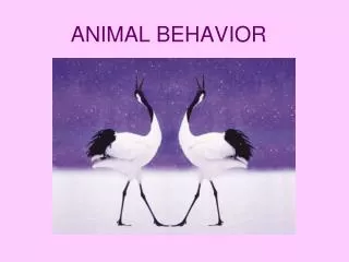 animal behavior