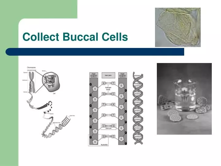 collect buccal cells