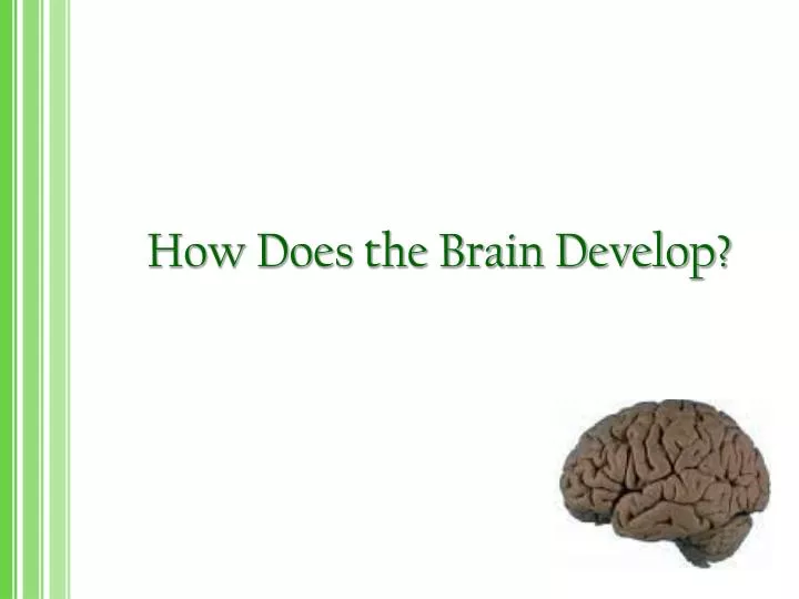 how does the brain develop