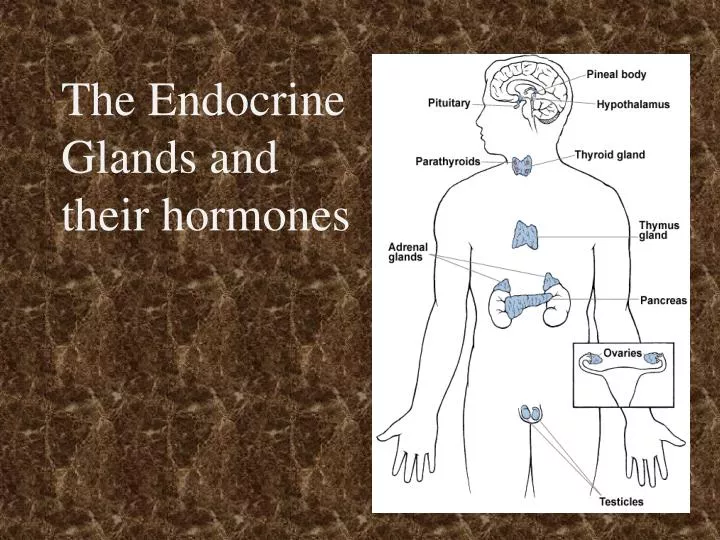 the endocrine glands and their hormones