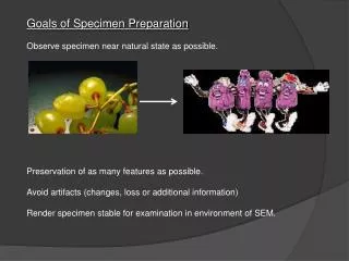 Goals of Specimen Preparation Observe specimen near natural state as possible. Preservation of as many features as possi