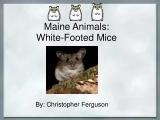 Maine Animals: White-Footed Mice