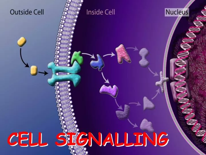 cell signalling