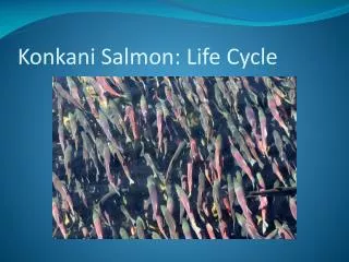 Konkani Salmon: Life Cycle