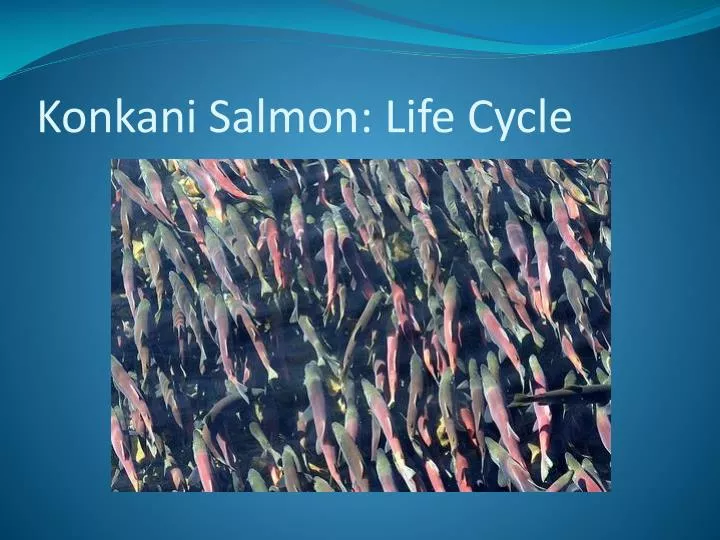 konkani salmon life cycle