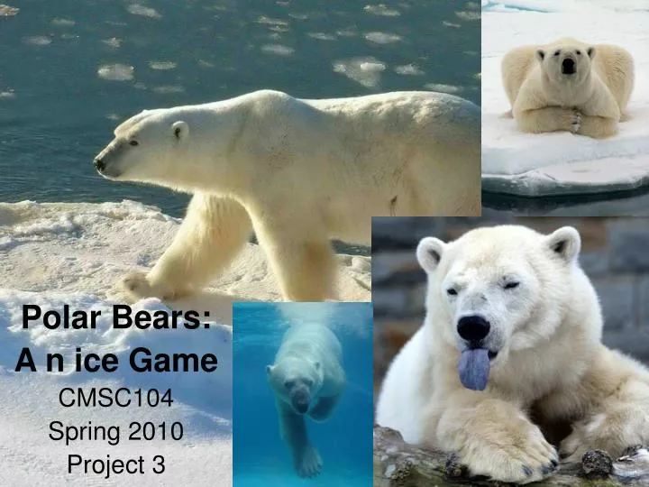 polar bears a n ice game cmsc104 spring 2010 project 3