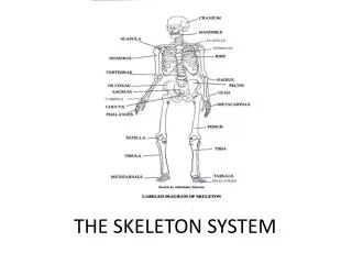 THE SKELETON SYSTEM
