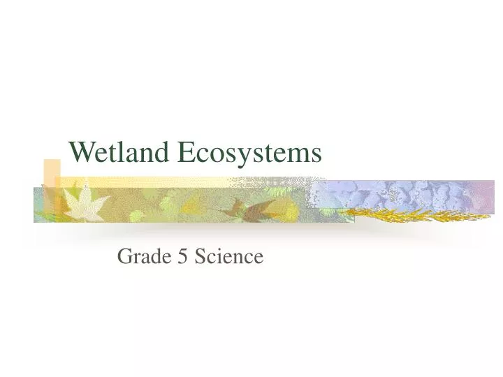 wetland ecosystems