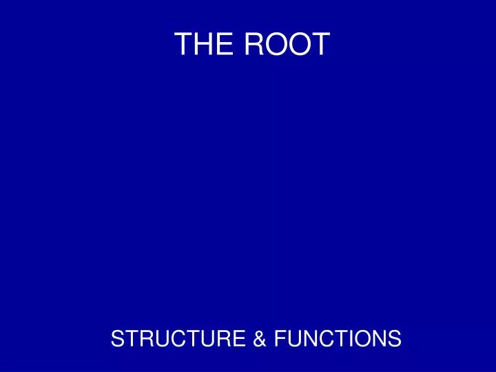 the root