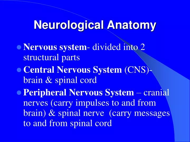 neurological anatomy