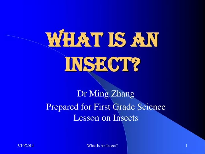 what is an insect