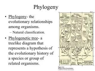 Phylogeny